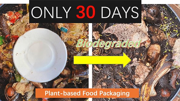 Compostable Process of Pulp Molded Plate